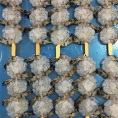BT/PDTO SKEWERED